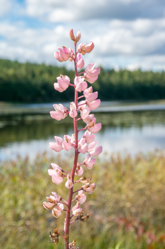 20160814 1 am Päijänne-5